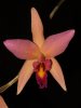 Laelia_Santa_Barbara.jpg