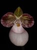 Paphiopedilum_micranthum.jpg