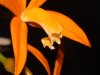 Laelia_X_gerhard-santosii2.jpg