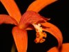 Laelia_sanguiloba1.jpg