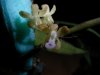 Trichoglottis_rosea 013k.jpg