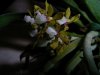 Pomatocalpa_latifolium 001k.jpg