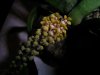 Pomatocalpa_spicata 003k.jpg