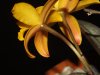 Laelia_esalqueana3.jpg