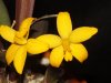 Laelia_esalqueana1.jpg
