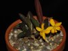 Laelia_esalqueana4.jpg