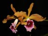 Laelia_tenebrosa.jpg
