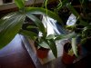 Oncidium globuliferum.jpg