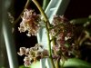 Oncidium carthargense 2.jpg
