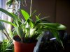 Onc. globuliferum 4.jpg