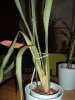 DSCF6369-1.JPG