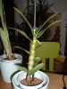 DSCF6363-1.JPG
