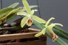 C.luteola1.jpg
