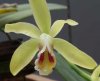 C.luteola2.jpg
