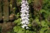 Orchideengarten 2013 (16).jpg