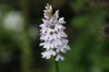 Orchideengarten 2013 (14).jpg