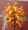 platanthera ciliaris i.jpg