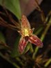 Pleurothallis-rabei.jpg
