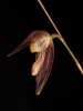 Pleurothallis_pachyglossa.jpg