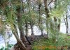 17.12. wald.jpg