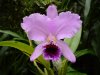 Cattleya percivaliana \'Thiago\' (1).jpg