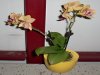 Orchidee.JPG