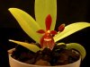 Phalaenopsis comu-cervi var. thalebanil.jpg