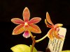 Phalaenopsis Linda Cheok.jpg