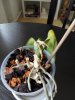 IMG_20170621_142232.jpg