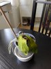 IMG_20170621_142224.jpg
