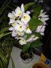 DSCN0451.JPG