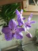 Vanda mit Kindl und Blüte.jpg