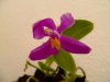 Phal.pulchra.04.jpg