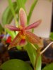 Phal.Linda Choek.03.jpg
