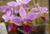 Phal.equestris.02.jpg