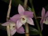 Dendrobium_hercoglossum.jpg