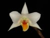 Dendrobium_takahashii.jpg