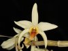 Dendrobium_heterocarpum.jpg