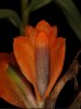 Dendrobium_vexillarius.jpg