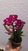DSC_7311.jpg