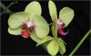 orchidee01_01.jpg
