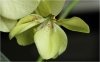 orchidee01_02.jpg