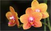 orchidee02_01.jpg