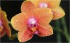 orchidee02_02.jpg