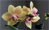 orchidee04_01.jpg