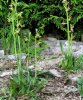 ophrys.jpg