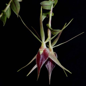 Epidendrum escobarianum