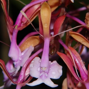 Epidendrum caprocornu