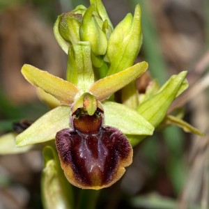 Erdorchidee,ophrys