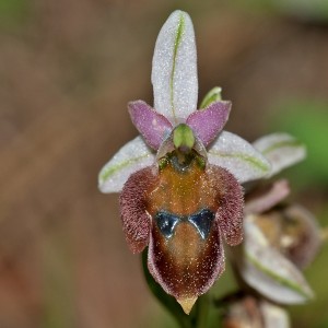 Ophrys lucis x reinholdii